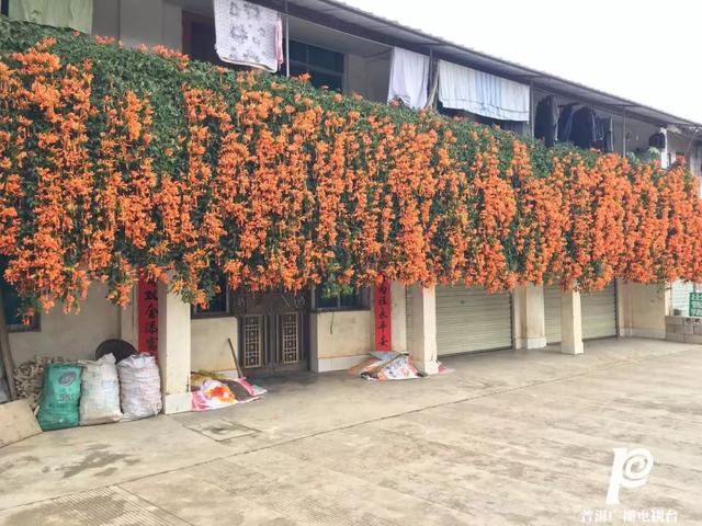 墨江冬日里的炮仗花 自带欢快吉祥的味道