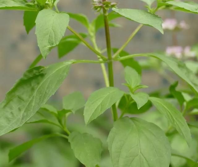 农村一植物,人称金不换,是著名的调味品,作用价值大|罗勒|调味品|香草植物_新浪新闻
