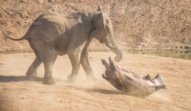 一只大象和河马大打出手,河马并未受伤但自尊心却受到了严重打击