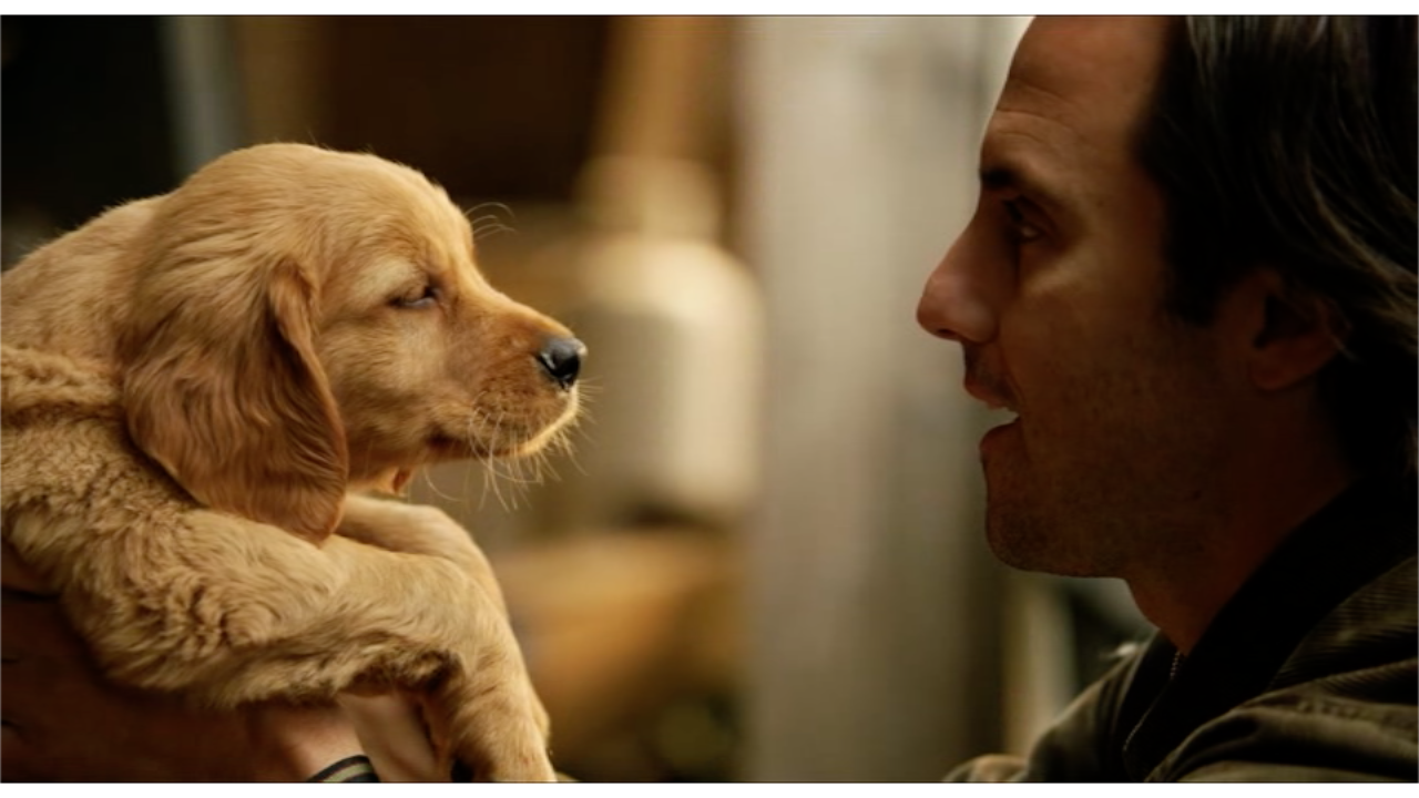 搞笑又走心这部狗片比忠犬八公还感人观看时请自备纸巾