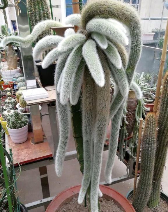 阳台花盆出现"九尾狐",小伙好奇凑近后,结局却出人意外