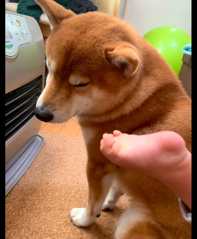 不管儿子怎么推柴犬,它都在取暖器前纹丝不动