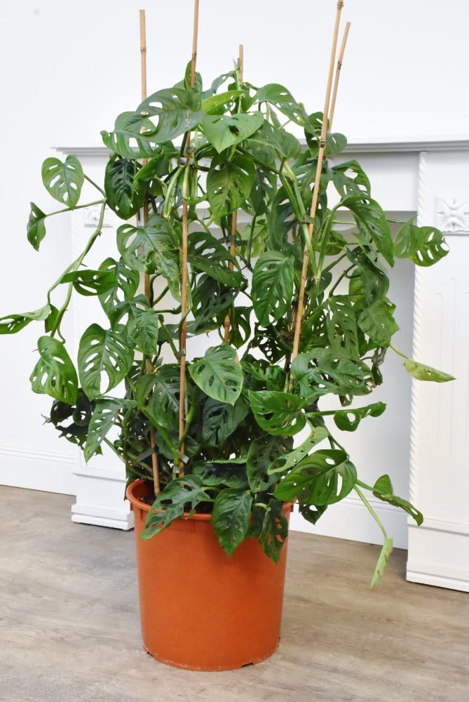 龟背竹养成爬藤植物,养花盆里长两米多高,茎长长了还能用来扦插