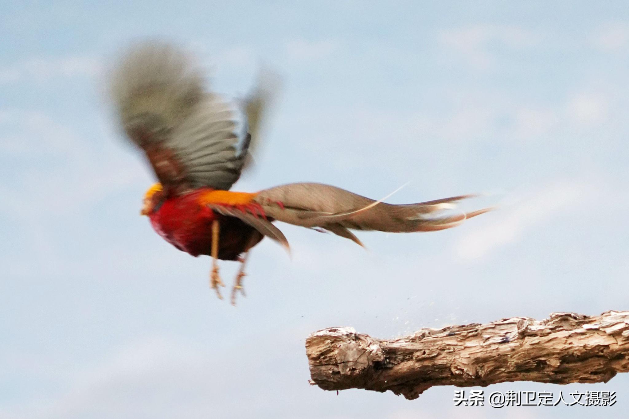 山西大山农村发现金凤凰6旬大叔守护4年看是啥样