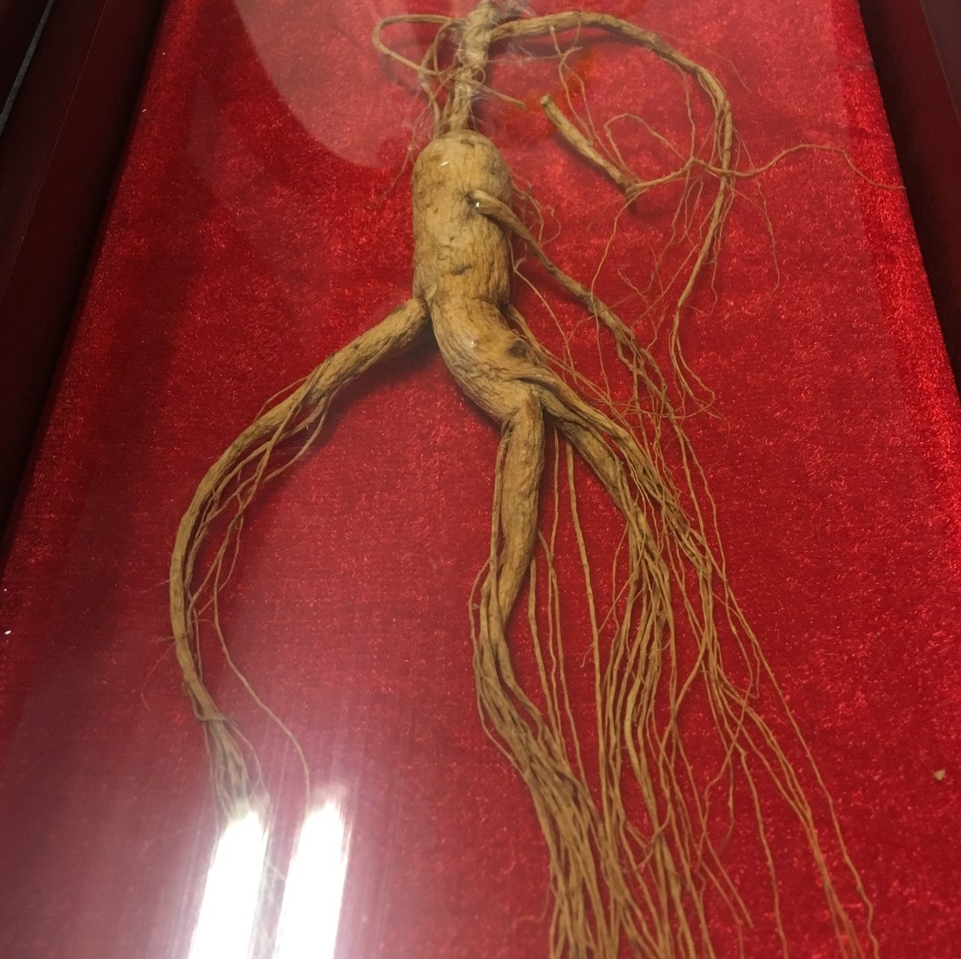 今日福利|满458减100,15年生东北吉林野山参,三折只要398元!