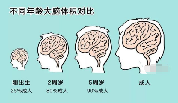 宝宝大脑发育高峰期,三个阶段很关键,爸爸妈妈抓住了吗?