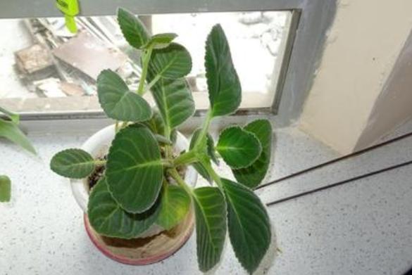 12月在家动手扦插大岩桐,4步操作做到位,比春秋叶插成活率高