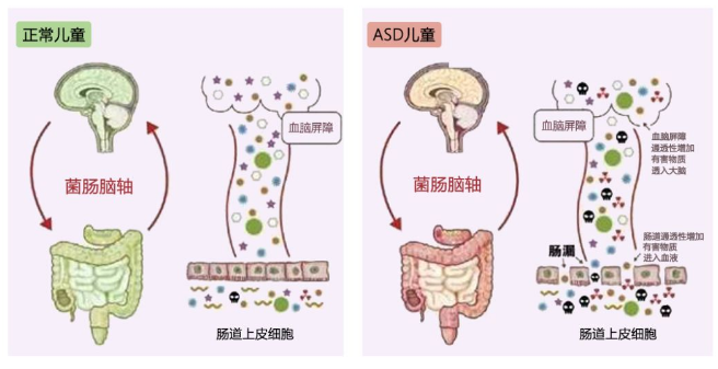 在小鼠动物模型上诠释了困惑人们关于自闭症发病机制问题