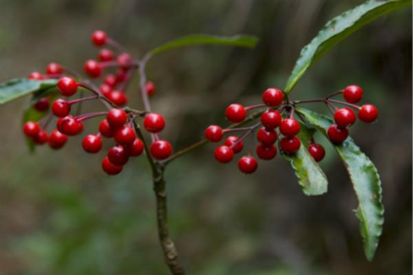 养一盆红凉伞枝头全是红果子不怕冻又喜庆过年气氛足