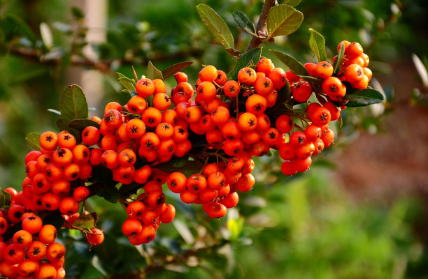 沙棘被誉为"天然维生素的宝库"过去农民不珍惜,如今一斤上百元