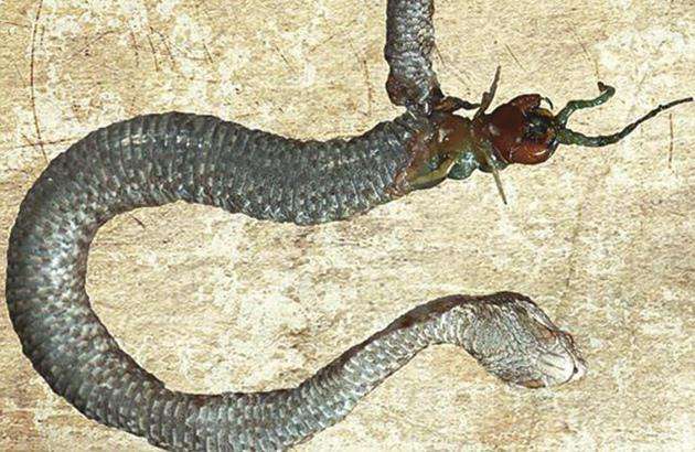 毒蛇吞噬巨型蜈蚣,反遭报复,让人惊呆