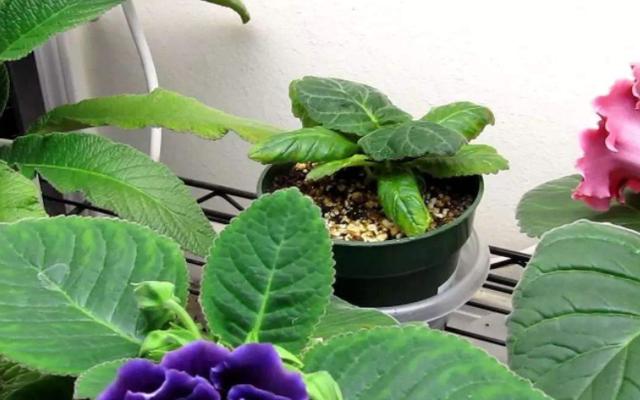 12月在家动手扦插大岩桐,4步操作做到位,比春秋叶插成活率高