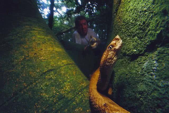 世界上最恐怖岛屿|蛇岛|岛屿|圣保罗州_新浪新闻