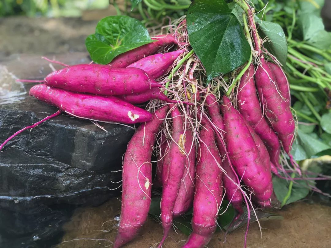 浙江临安天目山小香薯,皮薄如纸,粉糯香甜,你吃过吗?