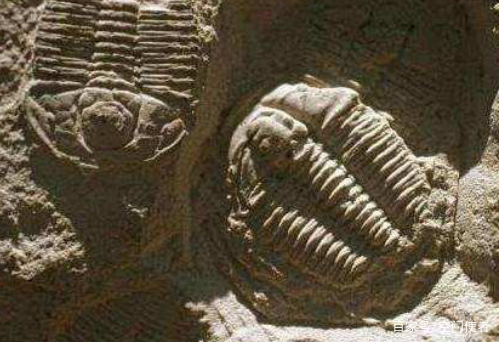 时事述评 达尔文进化论受到严峻挑战 人类文明起源于其它星球 由justness发表 文学城 时事述评 达尔文进化论受到严峻挑战 人类文明起源于其它星球 由justness发表 文学城