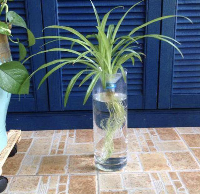 在室内水培"吊兰",将具体的步骤学会,2个月后比"绿萝"旺盛