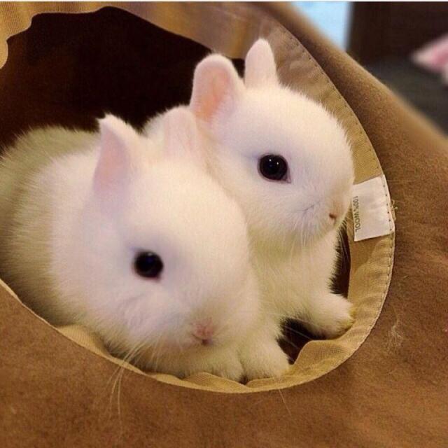 它是世界上最小的兔子,宠物界里的萌宠王!比猫更好养