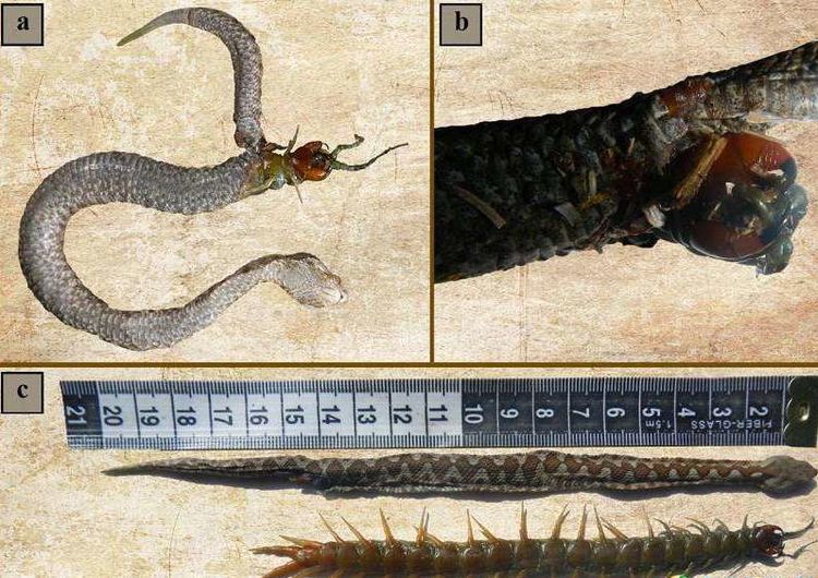 毒蛇吞噬巨型蜈蚣,反遭报复,让人惊呆