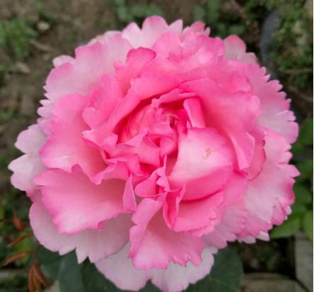 伊芙月季系列二 , 伊芙唯一,梦幻的粉紫色,很仙气的一个品种