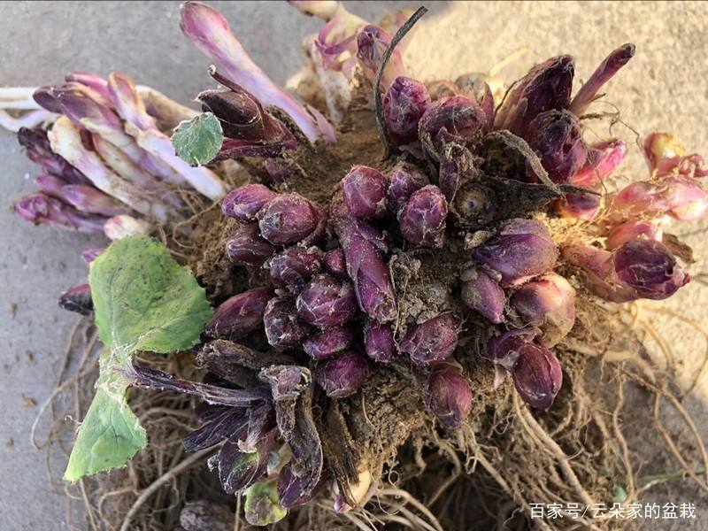 款冬花|中草药|外快_新浪新闻