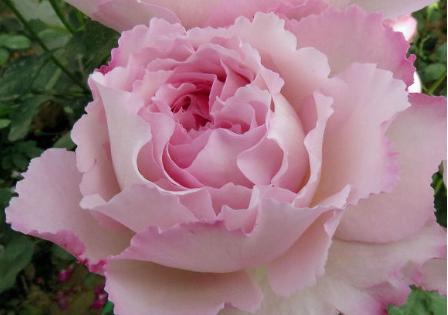 伊芙月季系列二 , 伊芙唯一,梦幻的粉紫色,很仙气的一个品种