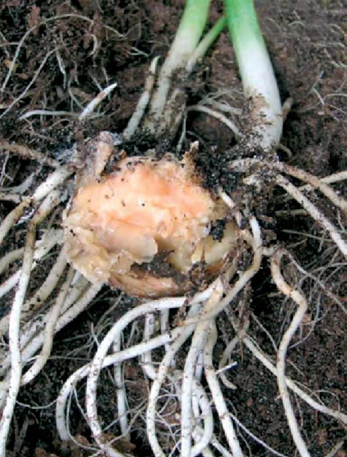 赶紧把马蹄莲的块茎挖起来,否则冬天要被冻伤了