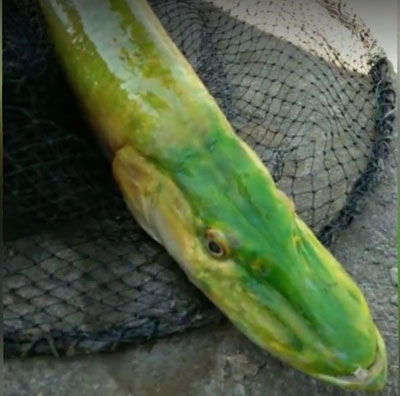 男子河中钓上绿色怪鱼,走近一看发现没见过!