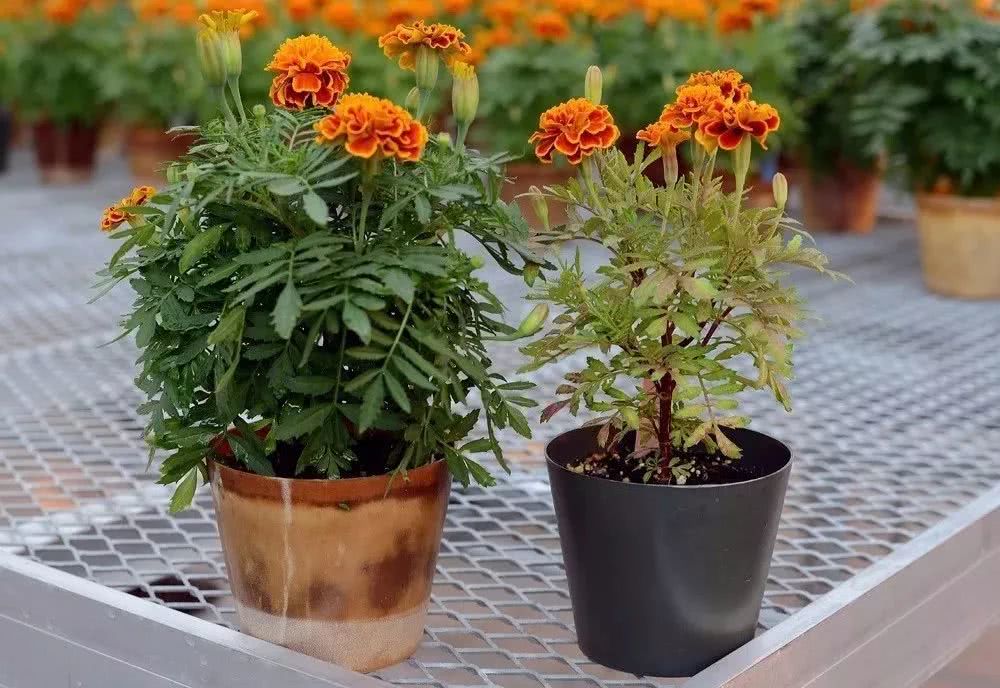 万寿菊和金盏花的叶子区别最大,金盏菊的叶子比较圆润,是椭圆形的