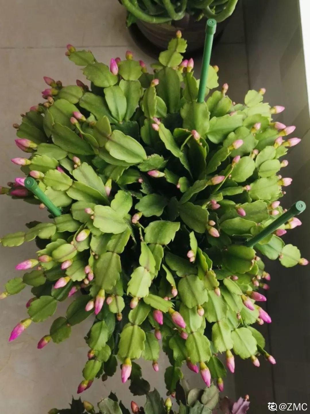 蟹爪兰刚开花,他把30个花苞全摘了,真心疼!