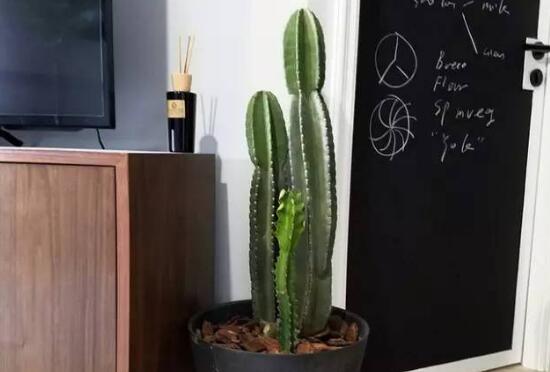 3,风水学功效做为这种普遍绿色植物,三棱箭还具备净化室内空气的工作
