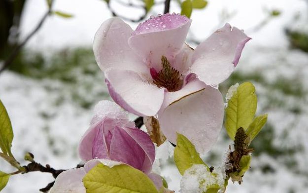 心理测试:选出你最喜欢的雪中花,测出你最近的好运有多旺|雪中花|心理
