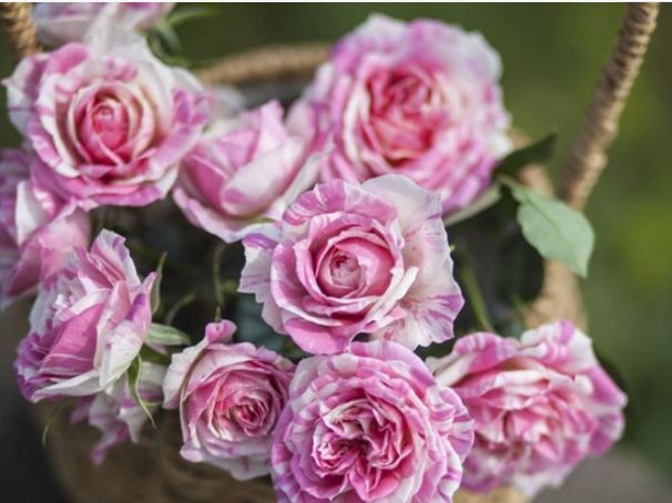 爱月季精品月季超感不错过花掰粉妆玉砌沉醉其中