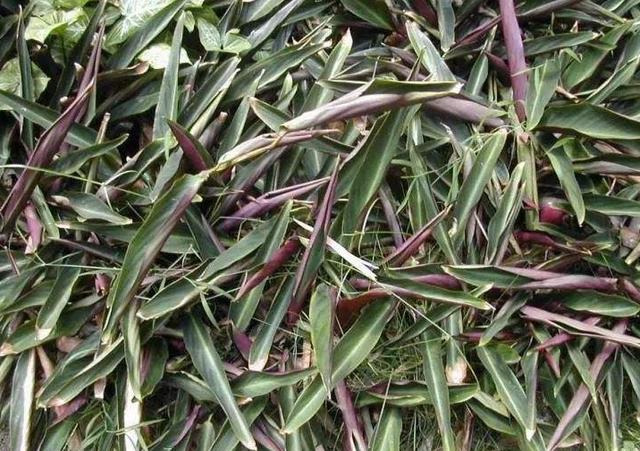 西非竹芋可能就是大自然孕育出来的天然甜度添加剂,如果直接吃的话