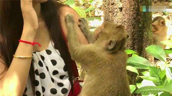 这只猴子是不是太没规矩了? 坐女子腿上吃她给的零食