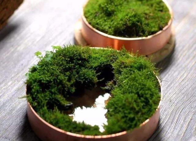 青苔不起眼如何做出好看的盆景?学会3招,造型瞬间美了不少