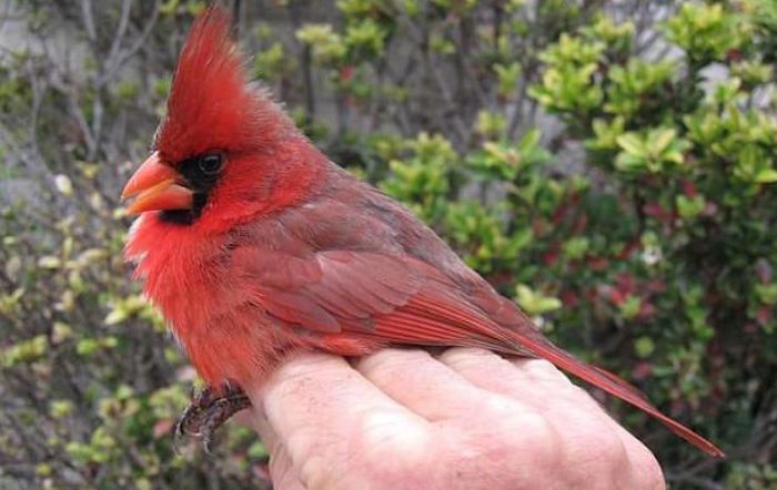 现实版"愤怒的小鸟",不仅拥有两种颜色,而且还是雌雄嵌合体!