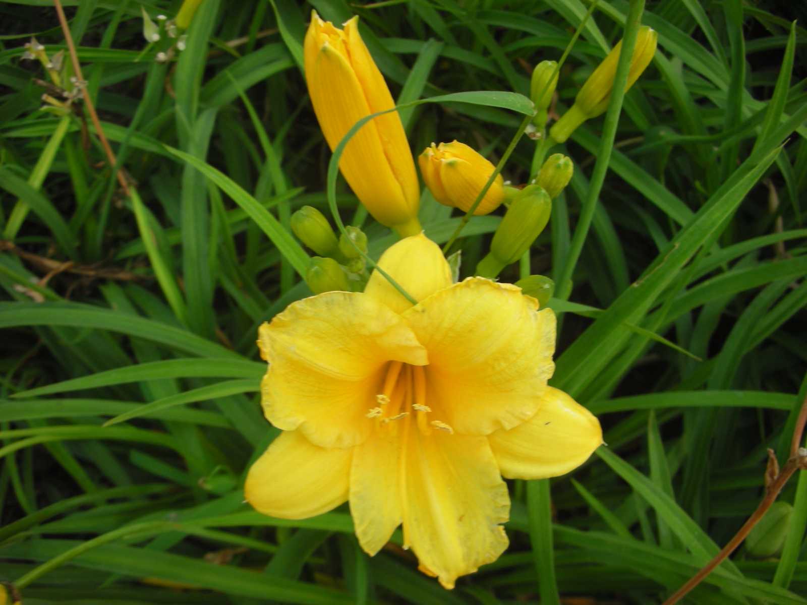 养花养个俗气的,开花像是喇叭,养护起来也是比较简单的.