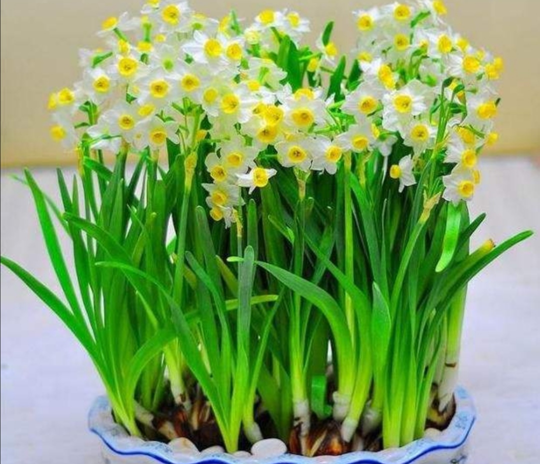 秋季栽培1盆水仙,春节期间就能开花,花朵清新脱俗|水仙|栽培|花朵_新浪新闻