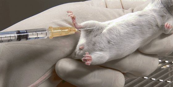 6个疯狂动物实验案例,面对获得的成就,我们应该自豪还是愧疚?