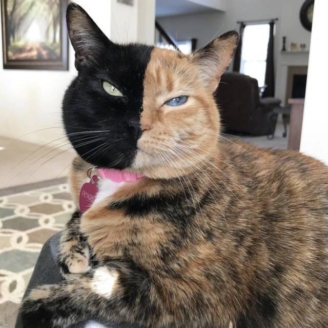 天生异瞳的猫咪长了副阴阳脸一半黑色一半黄色全世界没几只