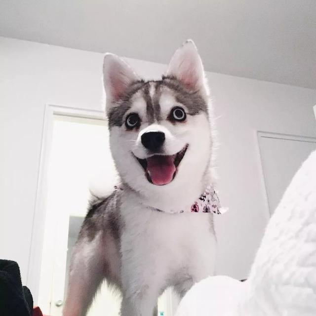 阿拉斯加克利凯犬:迷你版哈士奇,但论颜值这狗狗却能比得过二哈