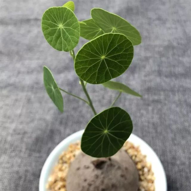 千金藤养成盆栽特可爱,长着乌龟般的块茎,在农村都是用来入药的