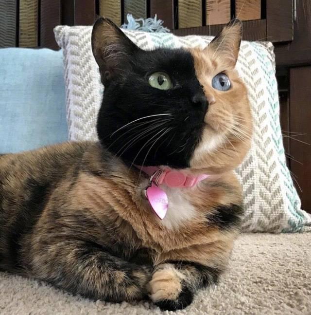 天生异瞳的猫咪长了副阴阳脸一半黑色一半黄色全世界没几只