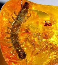 一只距今9900万年的蜈蚣,究竟有多厉害?