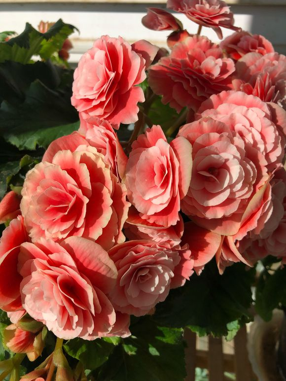 1雏菊延命菊清白 愉快幸福纯洁天真和平希望美人深埋心底的爱你到底爱