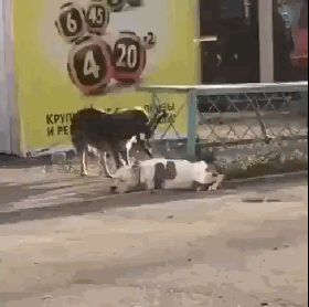 铲屎官去购物时广播响了：你拴在门口的狗砸，被一只流浪狗救走了