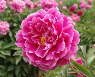 心理测试:哪朵牡丹花最富贵?测你目前最缺什么!我缺钱