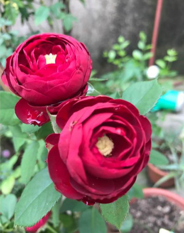 月季红色蕾丝,花色如玫瑰,半开时候最漂亮,阳台庭院都合适种植