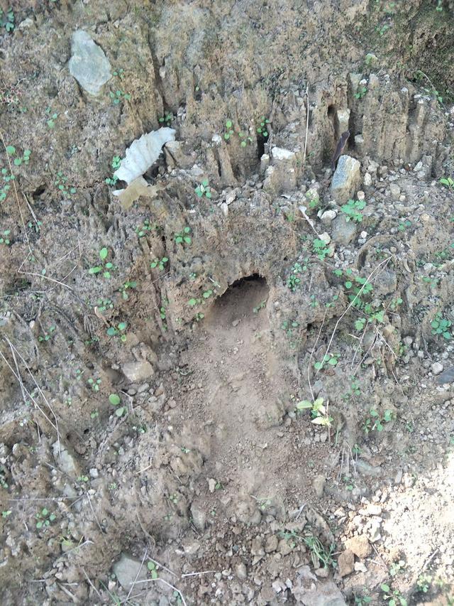 小伙田间扒老鼠窝,挖到最后,眼前的东西让他乐开了花