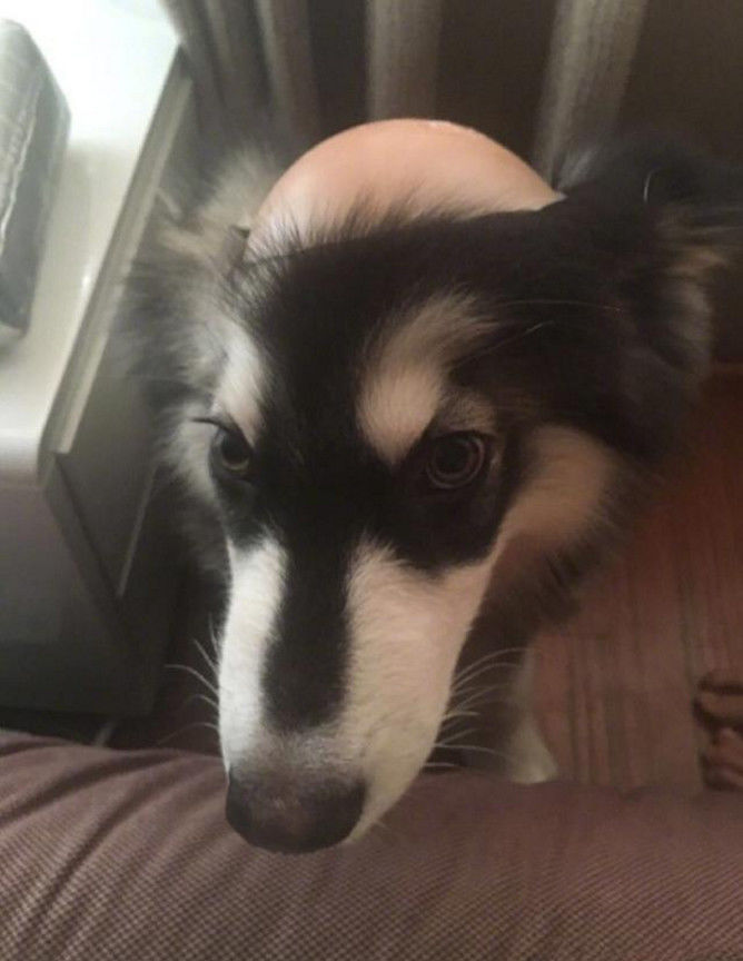 女主人一觉醒来发现二哈变成秃头看清后当场气疯